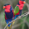 Black-capped Lories perch on a branch