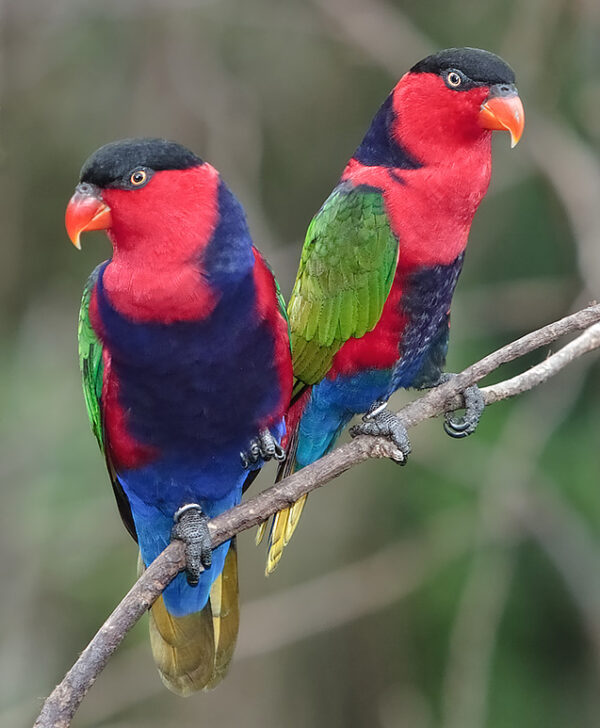 Black-capped Lories perch on a branch