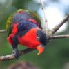 A curious Black-capped Lory peers at the camera