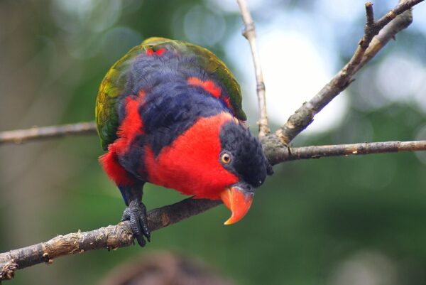 A curious Black-capped Lory peers at the camera