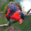 A curious Black-capped Lory peers at the camera