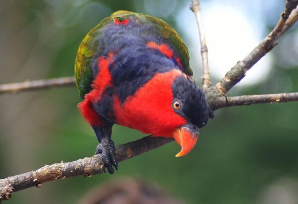 A curious Black-capped Lory peers at the camera