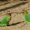 © Christoph Lorse CC BY-NC-SA 2.0 via Flickr Wild Black-cheeked Lovebirds forage on the ground