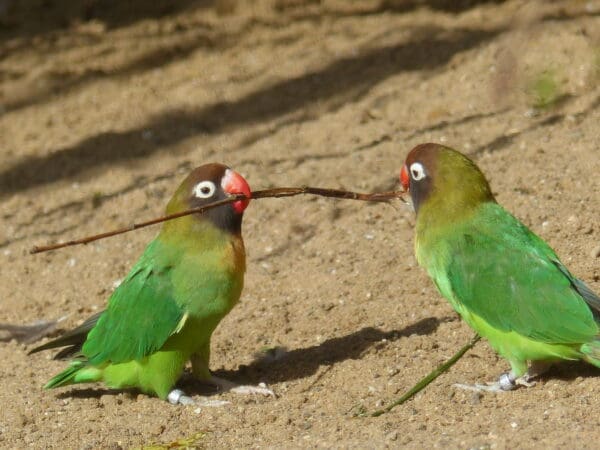 Wild Black-cheeked Lovebirds forage on the ground