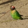 © Christoph Lorse CC BY-NC-SA 2.0 via Flickr Wild Black-cheeked Lovebird forages on the ground