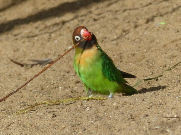 Wild Black-cheeked Lovebird forages on the ground