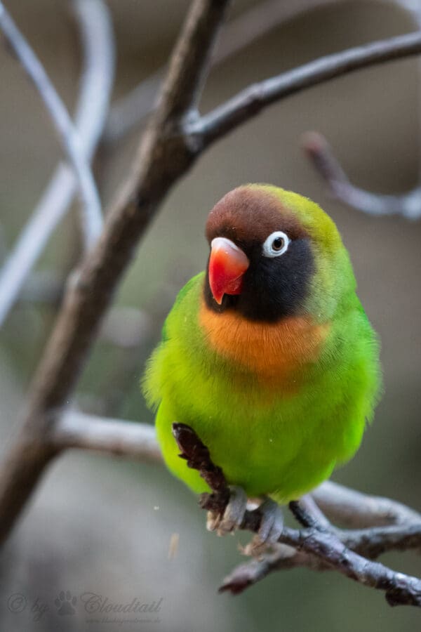 A wild Black-cheeked Lovebird perches on a branch