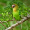 A wild Black-cheeked Lovebird perches on a spiny branch