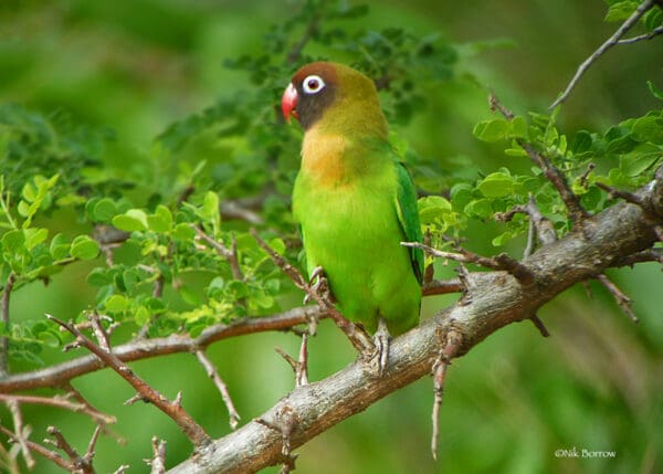 A wild Black-cheeked Lovebird perches on a spiny branch