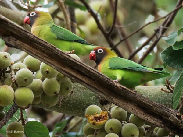 Wild Black-cheeked Lovebirds perch on a limb
