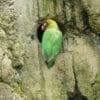 © Christop Lorse CC BY-NC-SA 2.0 via Flickr A wild Black-cheeked Lovebird perches at a tree cavity