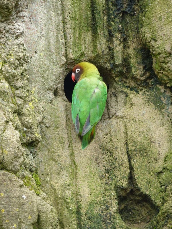A wild Black-cheeked Lovebird perches at a tree cavity