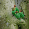 Wild Black-cheeked Lovebirds cling to a tree trunk