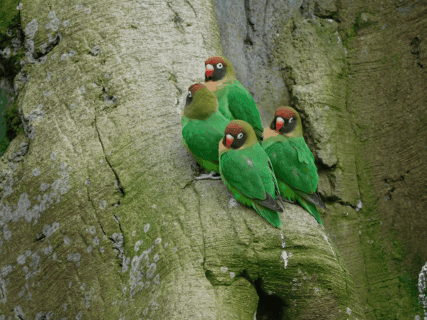 Wild Black-cheeked Lovebirds cling to a tree trunk