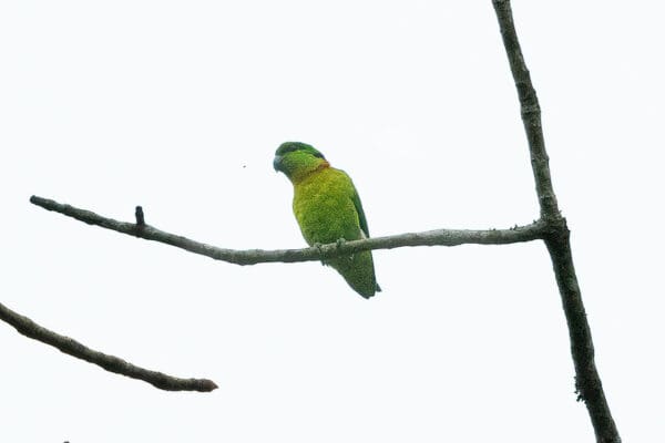 A wild Black-collared Lovebird perches on a branch