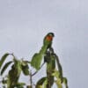 A wild Black-fronted Fig Parrot perches atop a tree