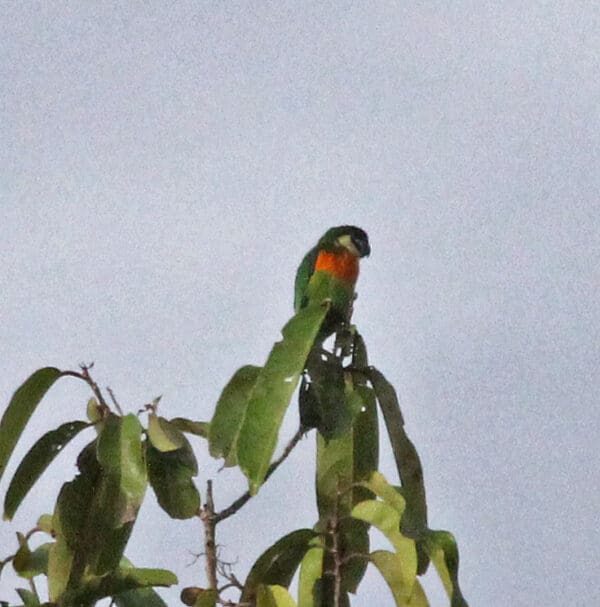 A wild Black-fronted Fig Parrot perches atop a tree