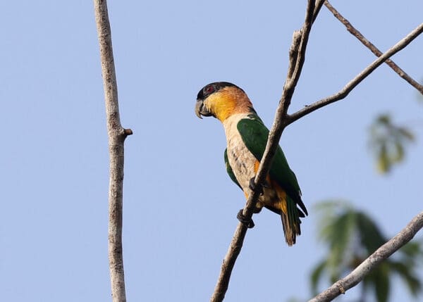 A wild Black-headed Parrot clings to a branch