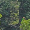 Wild Black-headed Parrots perch in a tree