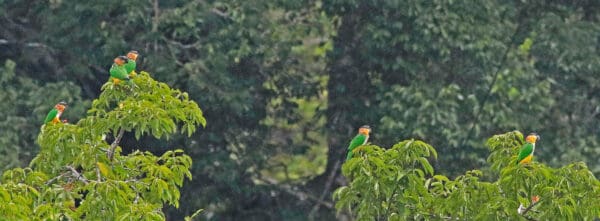 Wild Black-headed Parrots perch in a tree