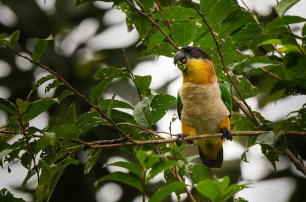 A wild Black-headed Parrot perches on a twig