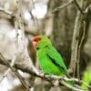 © Chuck Moravec, CC BY 2.0 via Wikimedia Commons A wild Black-winged Lovebird perches on a branch