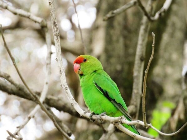A wild Black-winged Lovebird perches on a branch