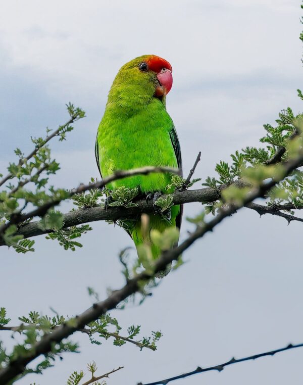 A wild Black-winged Lovebird perches in a tree