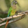 A wild Blaze-winged Conure