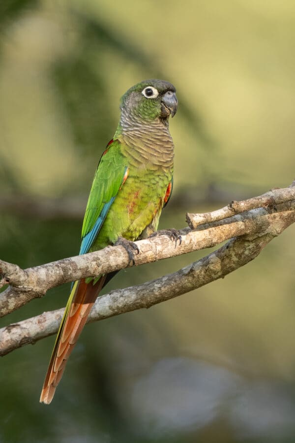A wild Blaze-winged Conure