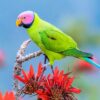 A wild male Blossom-headed Parakeet perches on a flowering tree