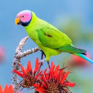 A wild male Blossom-headed Parakeet perches on a flowering tree