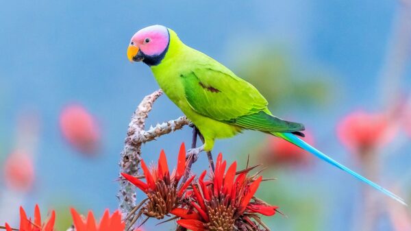 A wild male Blossom-headed Parakeet perches on a flowering tree