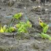 Wild Blossom-headed Parakeets forage on the ground