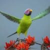 A wild male Blossom-headed Parakeet takes flight