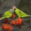 Wild Blossom-headed Parakeets, female left, male right, engage in feeding