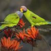 Wild Blossom-headed Parakeets, female left, male right, engage in feeding