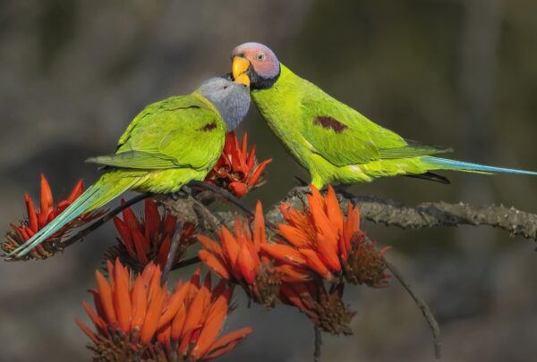 Wild Blossom-headed Parakeets, female left, male right, engage in feeding