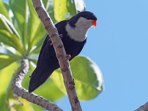 Blue Lorikeet Conservation