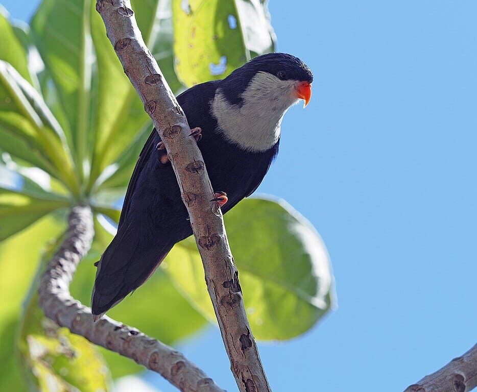 A wild Blue Lorikeet clings to a tree branch