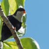A wild Blue Lorikeet clings to a branch
