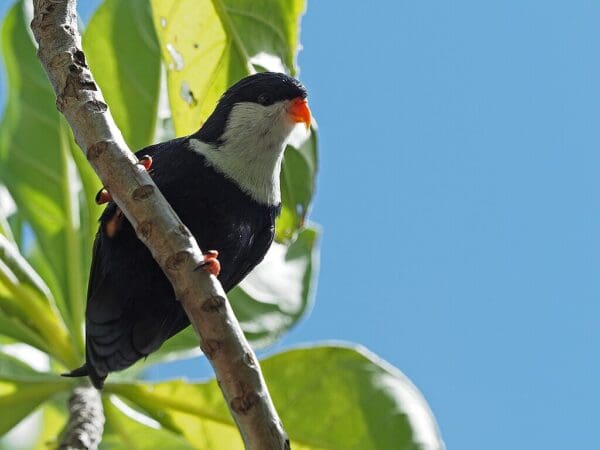 A wild Blue Lorikeet clings to a branch