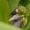 A wild Blue Lorikeet perches in a banana tree