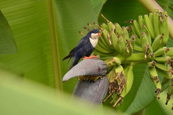 A wild Blue Lorikeet perches in a banana tree