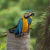 © Corey Raffel Wild Blue-and-yellow Macaws perch atop a snag