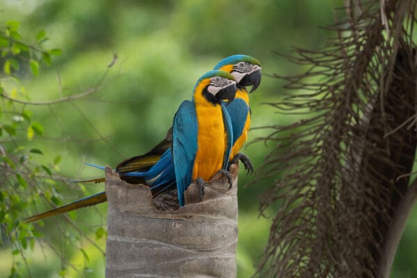 Wild Blue-and-yellow Macaws perch atop a snag