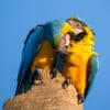© Corey Raffel Wild Blue-and-yellow Macaws preen each other