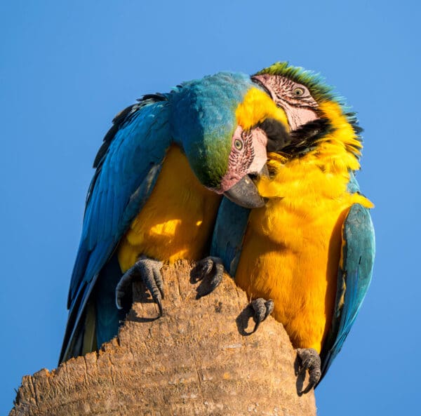 Wild Blue-and-yellow Macaws preen each other