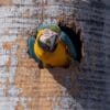 © Corey Raffel A wild Blue-and-yellow Macaw perches in a nest cavity