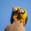 © Corey Raffel Wild Blue-and-yellow Macaws perch together on a snag
